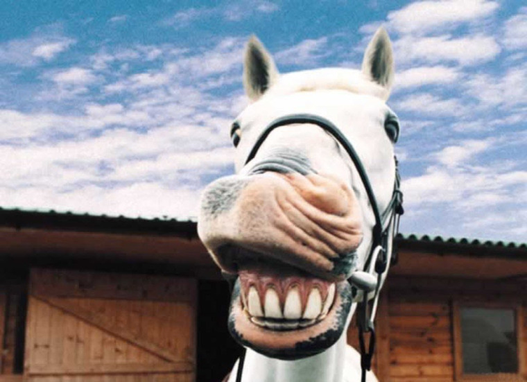 horse-mouth.jpg