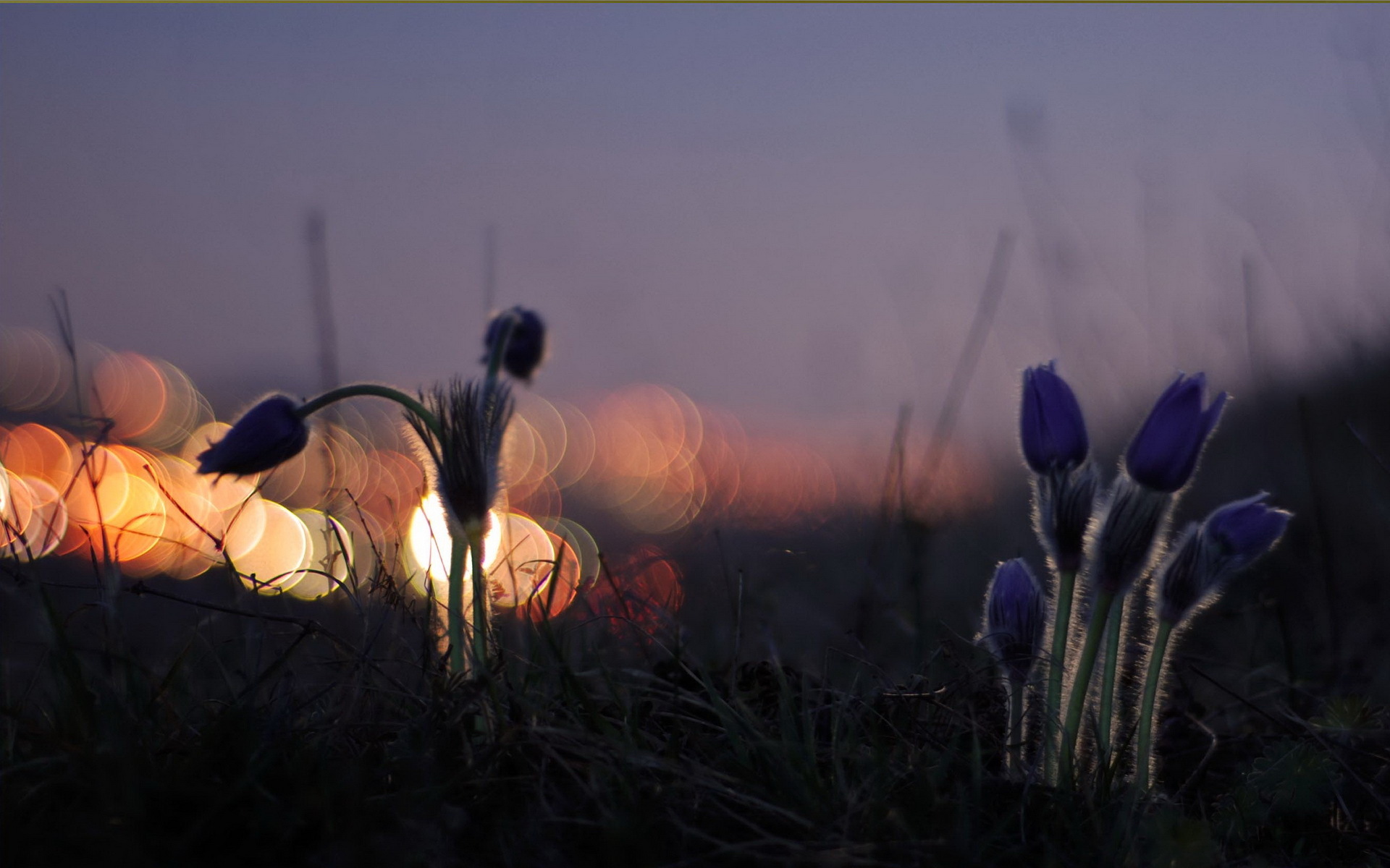 Добрый апрельский вечер картинки красивые. Ночной цветок. Весенняя ночь.