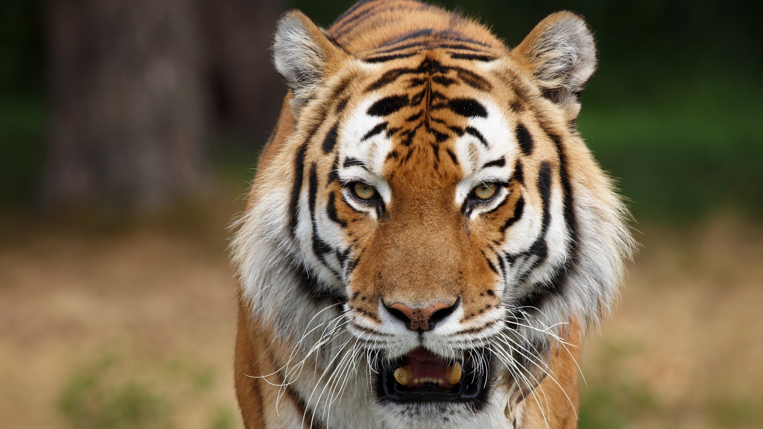 Tiger face Desktop Nexus Wallpapers