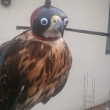 Googly Eyes Make Everything Funnier  55wc6tj2ft