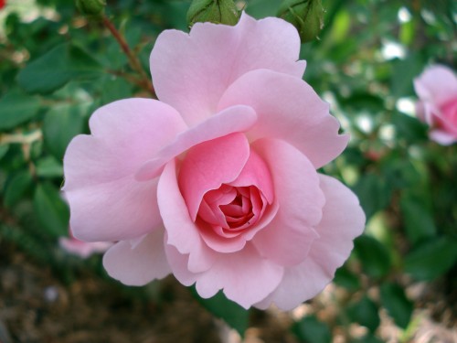 rose-185961_1920.md.jpg