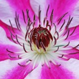 clematis-56416_1920.th.jpg
