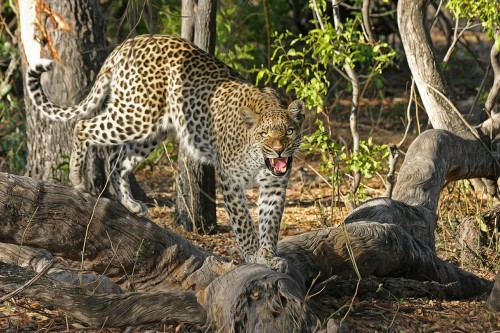 leopard-515510_1280.md.jpg