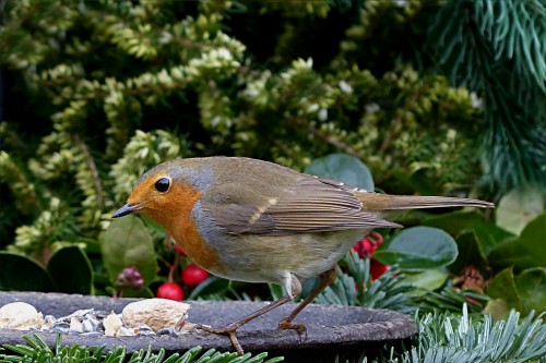 bird-robin.md.jpg