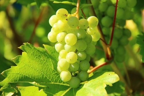 grapes-276070_1920.md.jpg