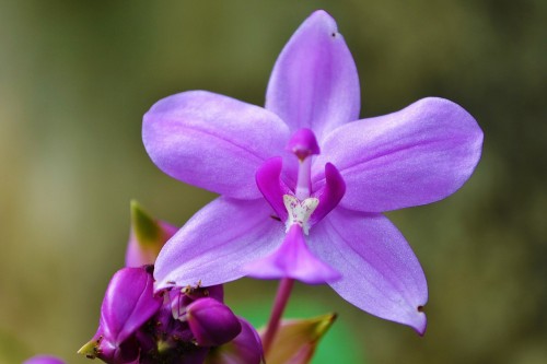 orchid-213171_1280.md.jpg