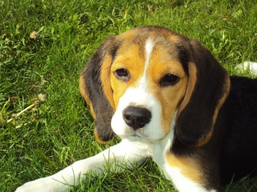beagle-puppy-2681_640.md.jpg