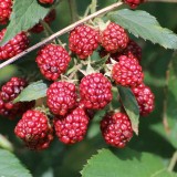 blackberries-486654_1920.th.jpg