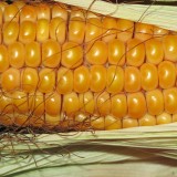 corn-190014_1920.th.jpg