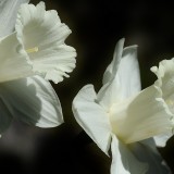 daffodil-401086_1920.th.jpg
