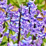 hyacinth-272492_1280.th.jpg
