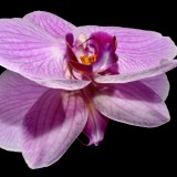 orkide-188050_1920.th.jpg