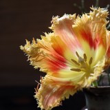 tulip-1264594_1280.th.jpg