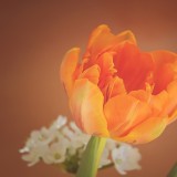 tulip-1290351_1920.th.jpg