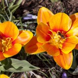 tulip-1300832_1920.th.jpg