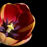 tulip-1357294_1920.th.jpg