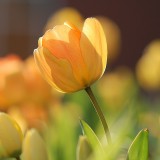 tulip-690320_1280.th.jpg
