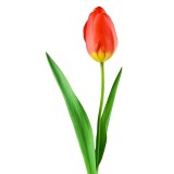 tulip-74536_1920.th.jpg