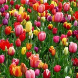 tulips-52125_1920.th.jpg
