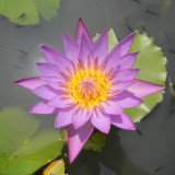 water-lily-1090675_1920.th.jpg