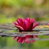 water-lily-1442497_1920.th.jpg