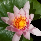 water-lily-165885_1920.th.jpg