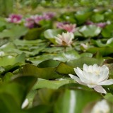 water-lily-175962_1920.th.jpg