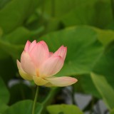 water-lily-190203_1920.th.jpg
