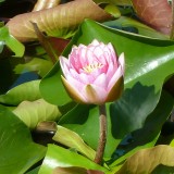 water-lily-198972_1280.th.jpg