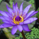 water-lily-362201_1920.th.jpg