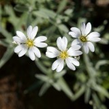 white-flowers-366866_1920.th.jpg