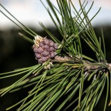 young-pine-cones.th.jpg