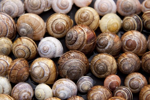 snail-shells-65358_1920.md.jpg